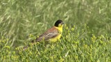 Video of Black-headed Bunting - Black-headed Bunting in very hot summer with water